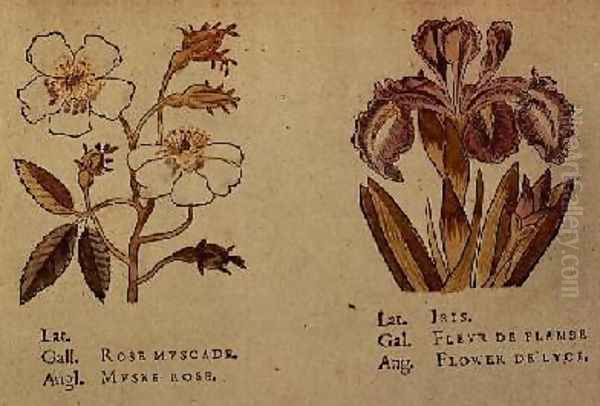 Rose and Iris - view 1