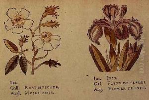Rose and Iris by Jacques le Moyne de Morgues
