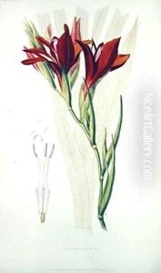 Gladiolus Red from Flora Conspicua