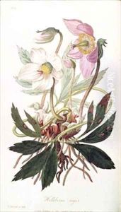 Christmas Rose from Medical Botany by William Clark
