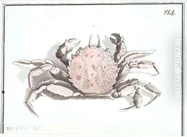 f114 Crab Erimacrus isenbeckii - view 1