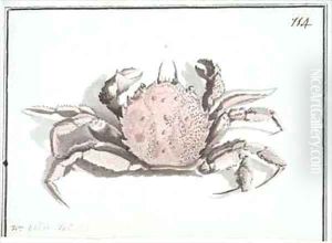 f114 Crab Erimacrus isenbeckii