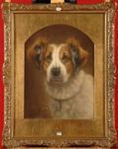 Tete De Chien