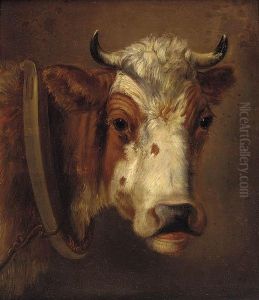 Study Of A Cow's Head