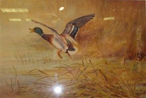 Study Of A Mallard In Flight Study Of A Mallard In Flight