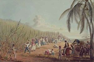 Slaves Fell the Ripe Sugar Antigua
