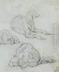 A Study Of A Dog