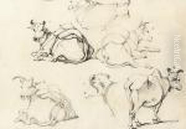 Studies Of Indian Cattle - view 1