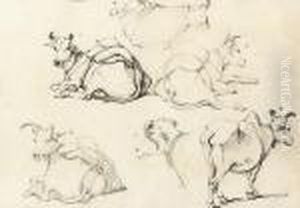 Studies Of Indian Cattle Studies Of Indian Cattle