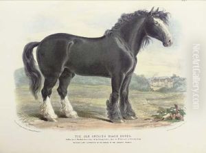 The Breeds Of The Domestic Animals Of The British Isles