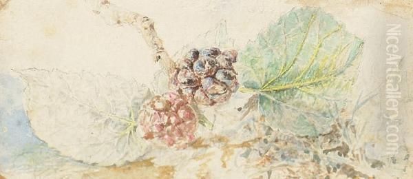 Study Of Blackberries - view 1