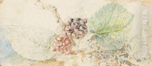 Study Of Blackberries Study Of Blackberries