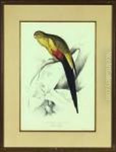 "the Black-tailedparakeet", From "the Black-tailedparakeet", From