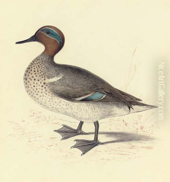 Study Of A Teal - view 1