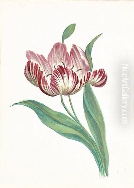 A Flower Study Of A Tulip - view 1