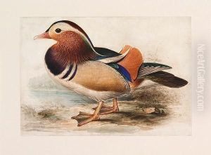 (mandarin Drake) (mandarin Drake)
