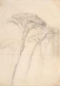 Study Of Pine Trees by Edward Lear