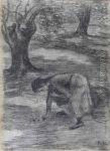 Jeune Femme Ramassant Des Olives