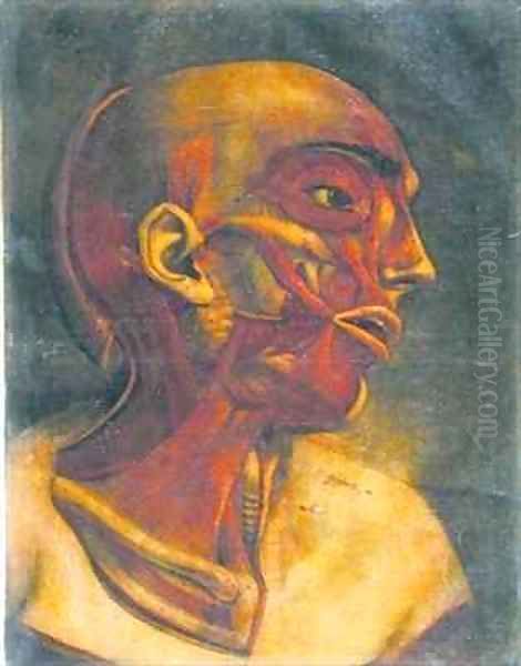 Musculature of the face - view 1