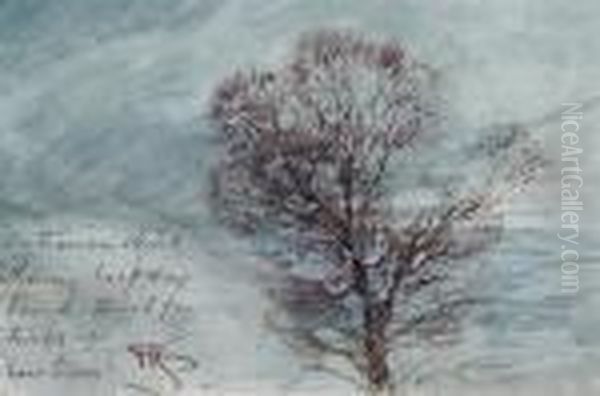 Study Of A Tree - view 1