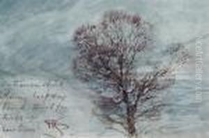 Study Of A Tree by Henry John Sylvester Stannard