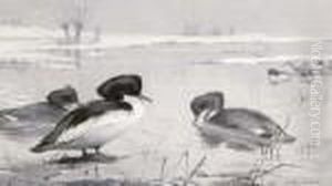 Grisaille Tufted Ducks
