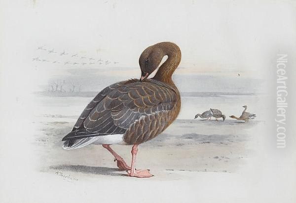 A Pink-footed Goose - view 1