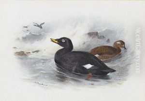 A Velvet Scoter by Archibald Thorburn
