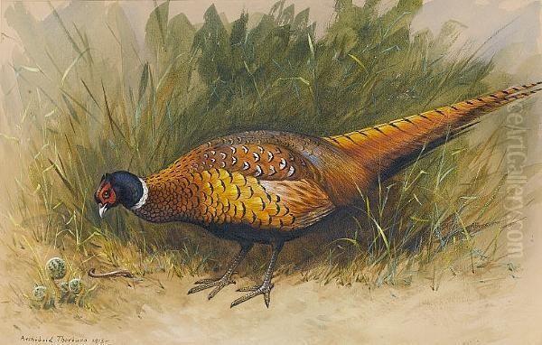 A Cock Pheasant Foraging - view 1