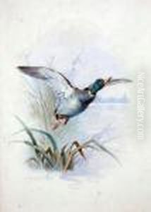 Mallard Rising.