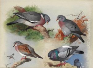 A Wood Pigeon, A Stock Dove, A Turtle Dove And A Rock Pigeon by Archibald Thorburn