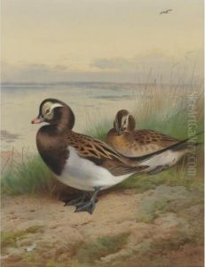 Long Tailed Duck, Summer by Archibald Thorburn