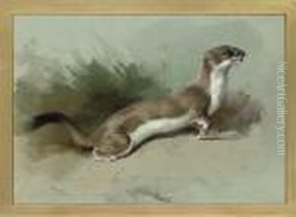 A Stoat On The Alert - view 1