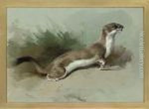 A Stoat On The Alert by Archibald Thorburn