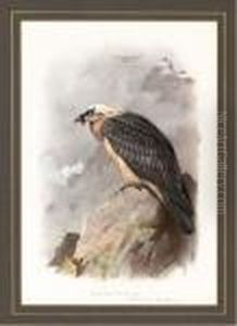 A Bearded Vulture