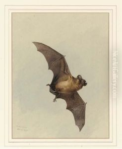 A Horse-shoe Bat by Archibald Thorburn