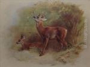 Roedeer by Archibald Thorburn