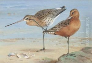 A Pair Of Bar-tailed Godwit by Archibald Thorburn