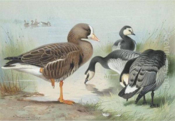 A White-fronted Goose And Barnacle Geese - view 1