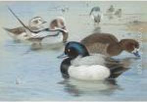 A Pair Of Long-tailed Ducks And A Pair Of Scaup by Archibald Thorburn