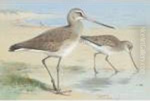 A Pair Of Black-tailed Godwit