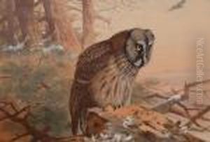 Great Grey Owl. by Archibald Thorburn