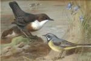 Dippers And A Grey Wagtail On The Bank Of A Stream by Archibald Thorburn
