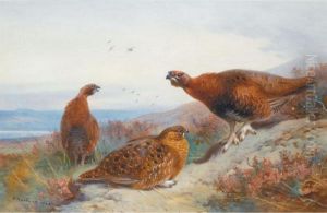 Grouse On A Moor Grouse On A Moor