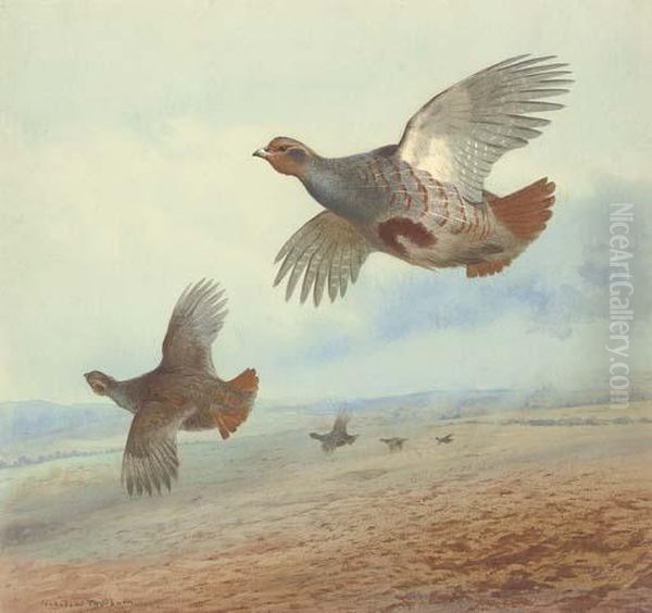 Down Wind; Partridge In Flight - view 1