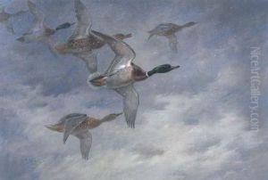 Mallard In Flight