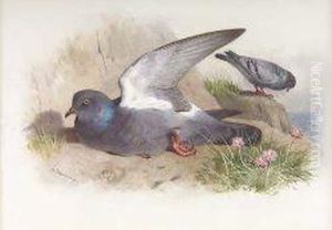 Rock-dove by Archibald Thorburn