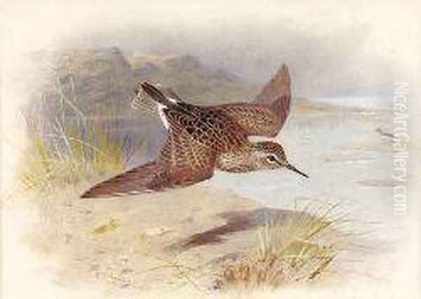 A Reeve In Flight - view 1