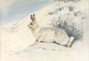Mountain Hare by Archibald Thorburn