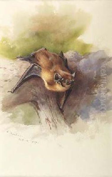 Bat - view 1